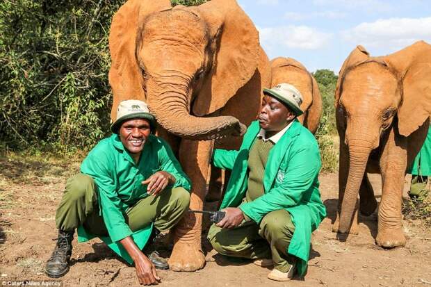 Несмотря на пережитый ужас, слониха очень ласкова к работникам заповедника детеныш, животные, история, кения, люди, мир, слониха, спасение