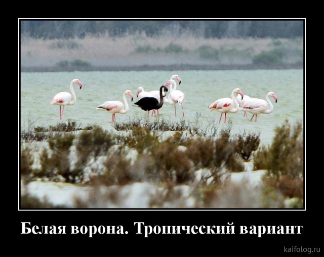 Весёлые демотиваторы (35 картинок)