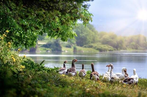 wild-geese-3379677_640.jpg wild-geese-3379677_640.jpg