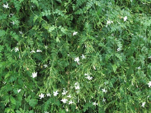 Китайский Жасмин (Jasminum grandiflorum)