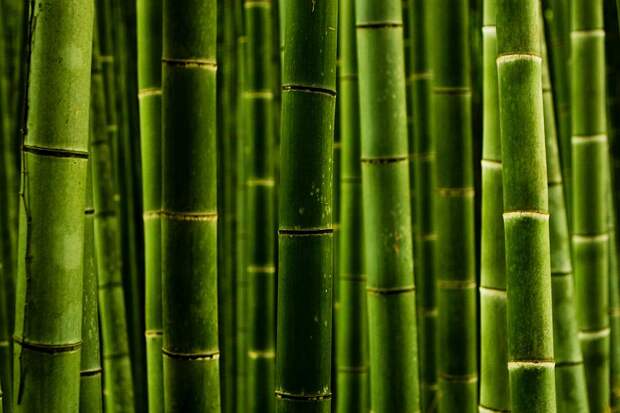 Прогулка по знаменитой бамбуковой роще Японии