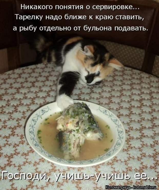 Котоматрица новая и прикольная (37 фото)