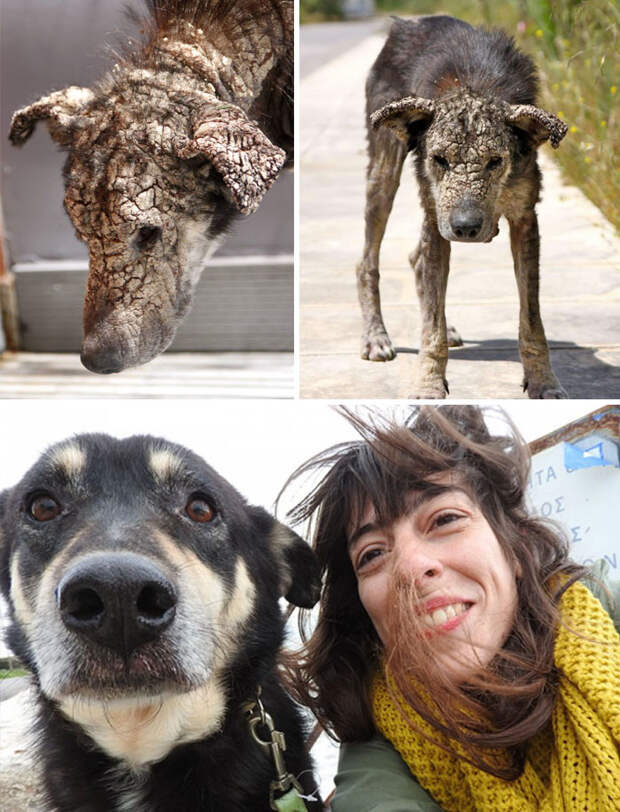 Dog Who Turned To Stone Was Afraid Of Human Touch, Now Demands Belly Rubs