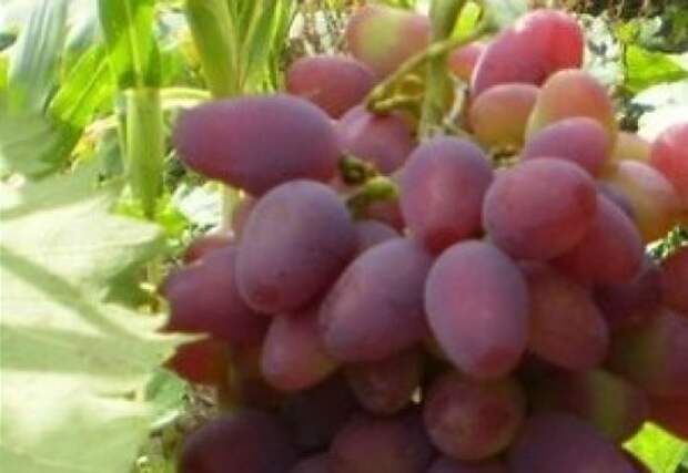 Подкормка винограда
