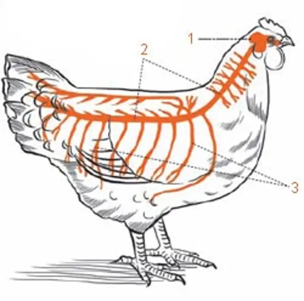 Мозг курицы рисунок