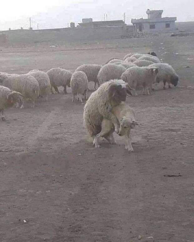 Пастушья собака так себе....