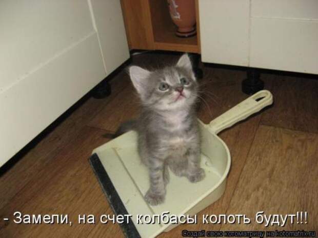 Котоматрицы(картинки с надписями)