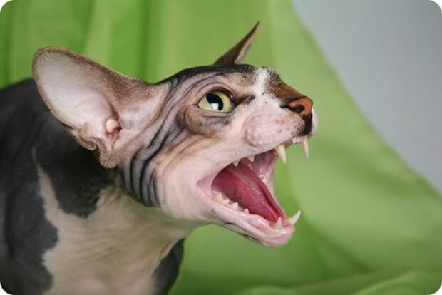 Канадский сфинкс