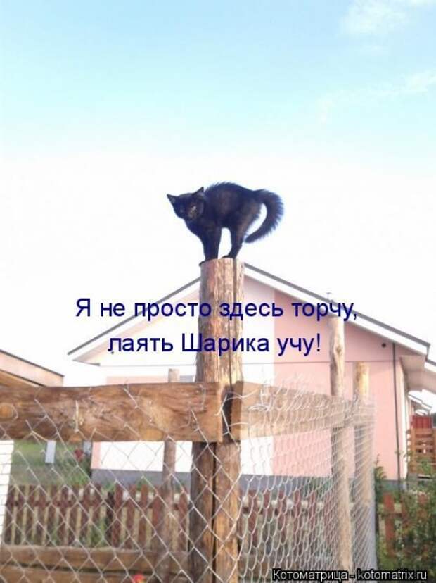 Лучшие котоматрицы недели (50 фото)