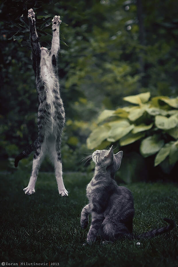 Freedom!!! by ZoranPhoto
