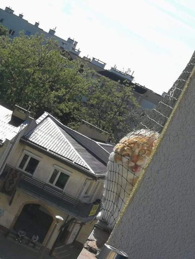 Кот соседа явно что-то от меня хочет Кот соседа явно что-то от меня хочет