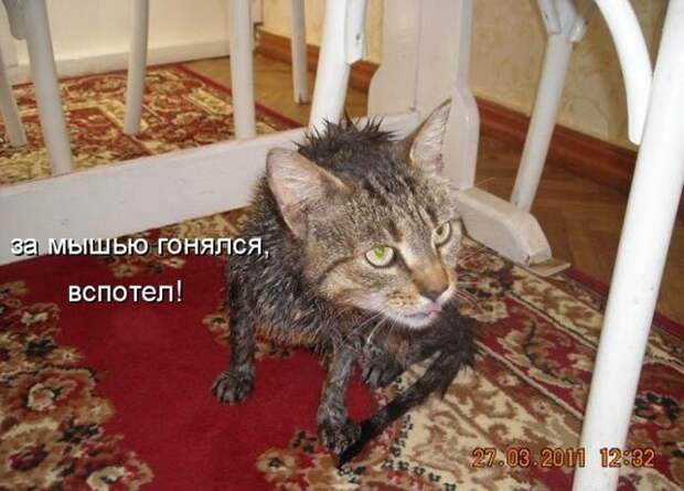 Котопост животные, коты, прикол, юмор