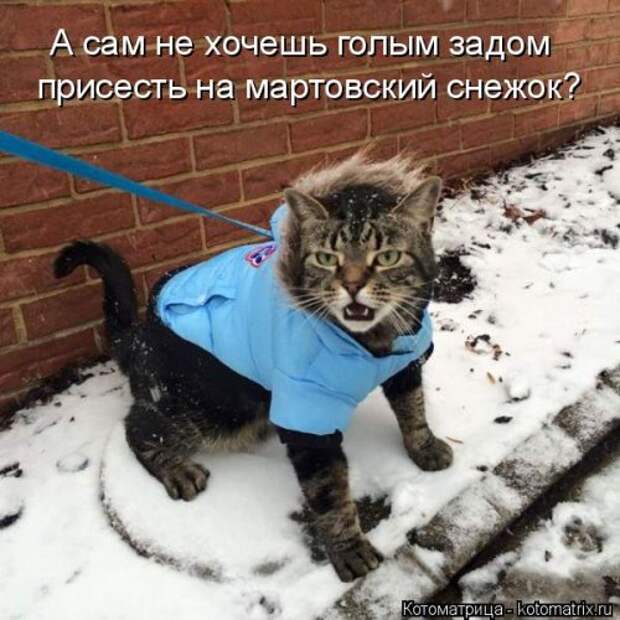 Котоматрица новая и прикольная (37 фото)