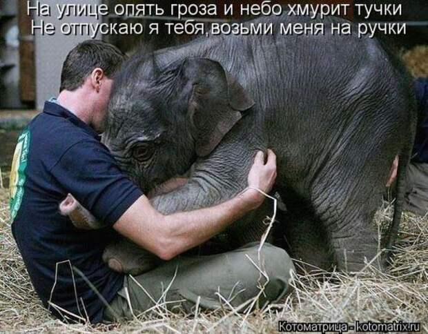 Котоматрицы(картинки с надписями)