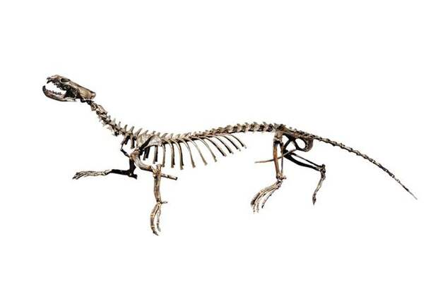 Puijila darwini Puijila darwini