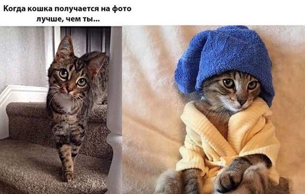 Котопост животные, коты, прикол, юмор