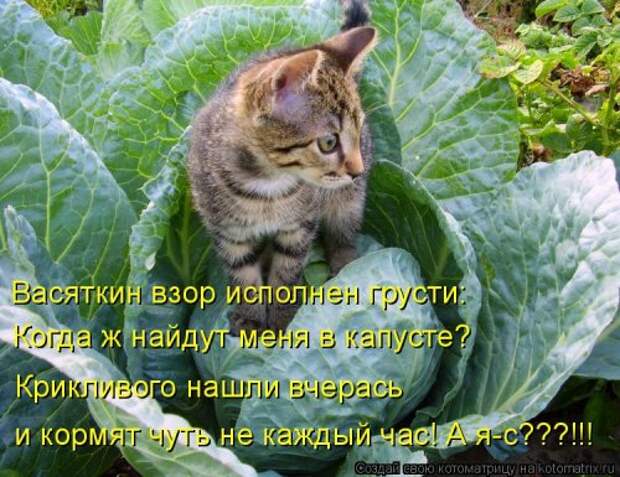 Новая котоматрица для всех и каждого (30 фото)