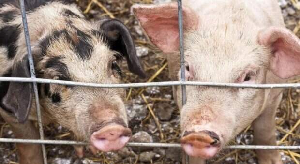 Будьте осторожны: в России зафиксирован вирус африканской чумы свиней