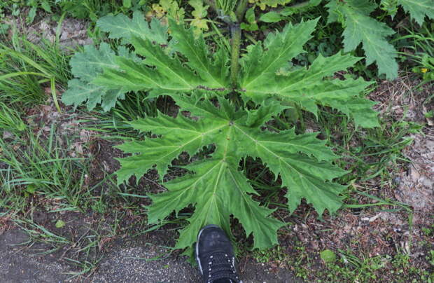 Борщевик Heracléum