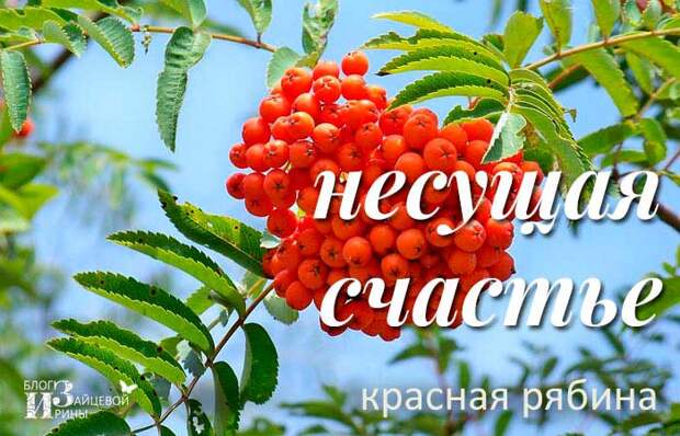 Какими лечебными свойствами обладает красная рябина, народна медицина красна. Какими лечебными свойствами обладает красная рябина, народна медицина красна.