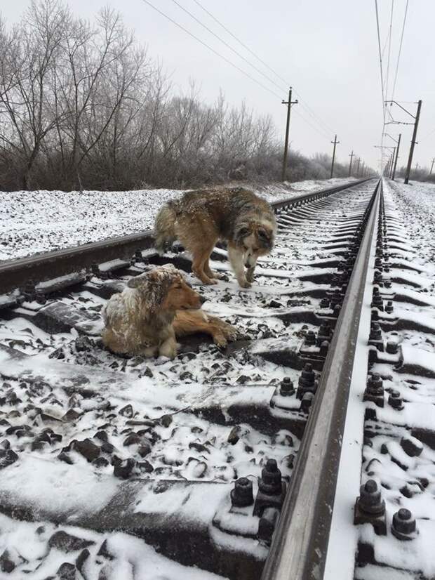 Две собаки на ж/д путях животные, поезд, преданность, собаки