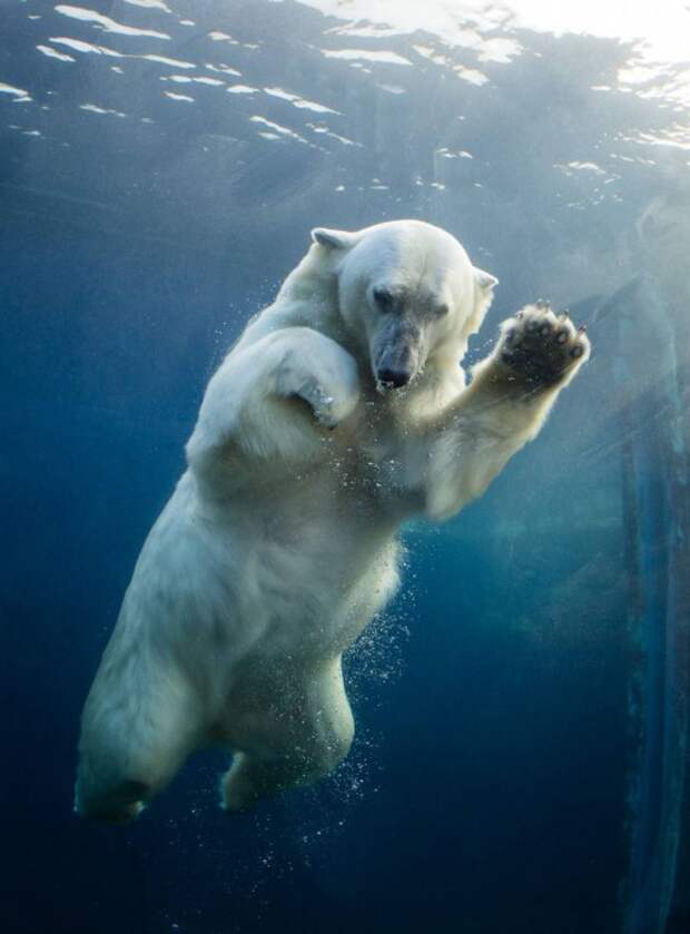 На этом снимке гигантский полярный медведь весело плещется в бассейне перед завтраком. Фото: Frank Rensholt / HotSpot Media