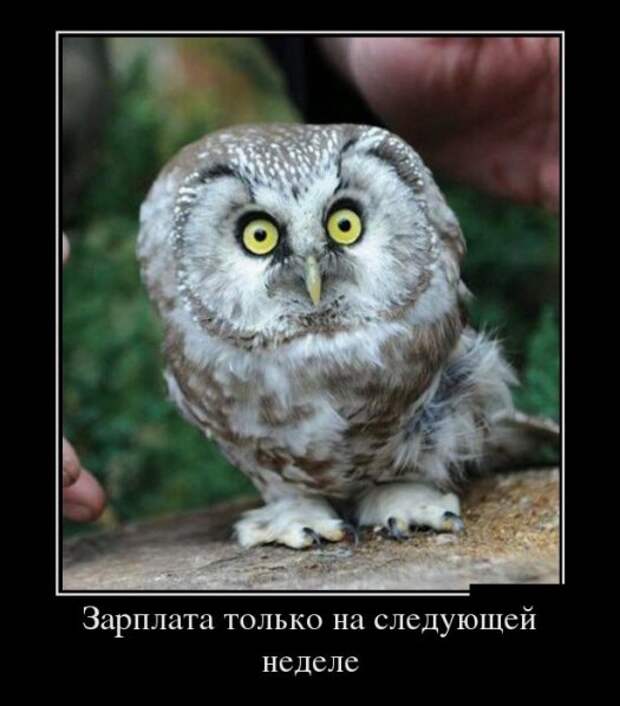 Демотиваторы 19.11.13