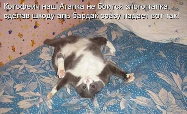 Воскресная котоматрица (16 шт)