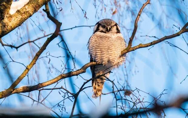 Синоптик Колесов: солнце в Петербурге светило 4 дня на новогодних каникулах