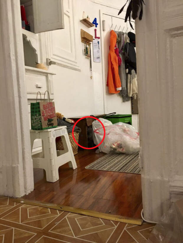 Эта кошка-ниндзя каждый день прячется в новом месте, и найти ее не так просто