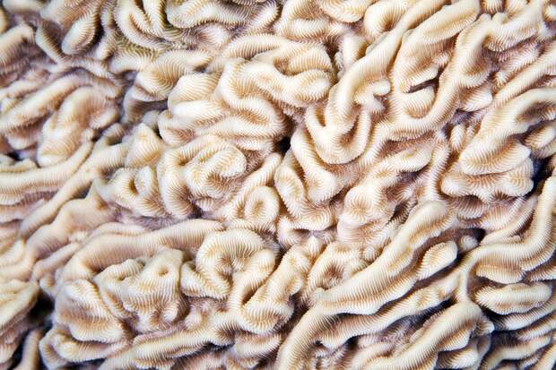 Corals04 Corals04 Макрофотографии кораллов