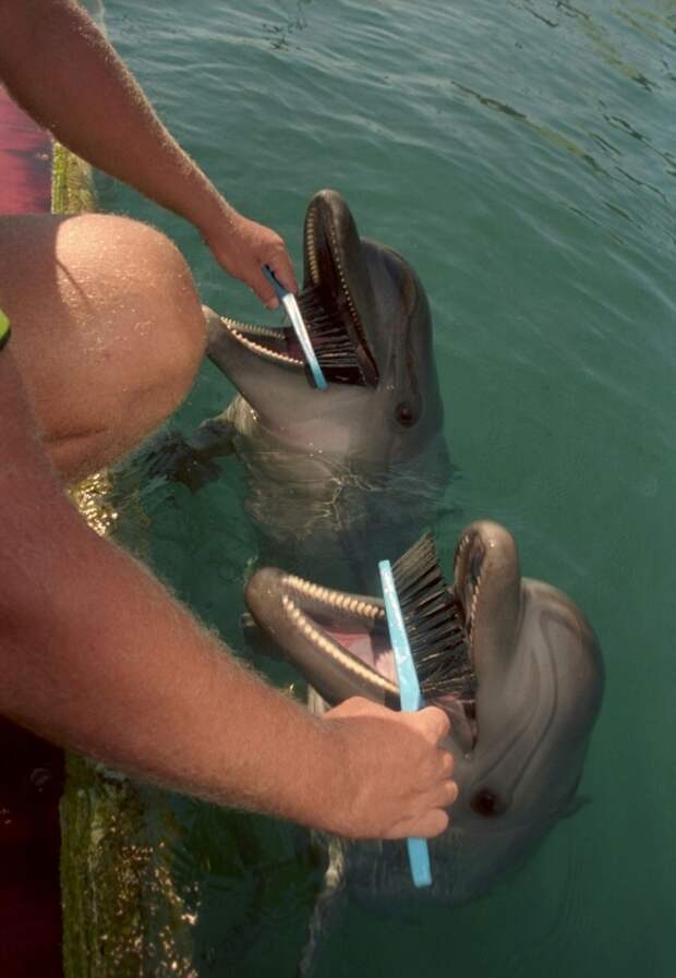 За состоянием дельфинов тщательно следят 