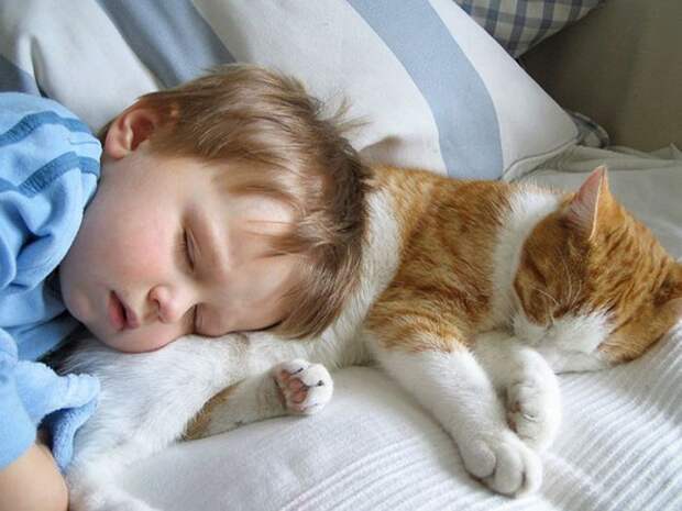 С кошкой и сон приятнее.