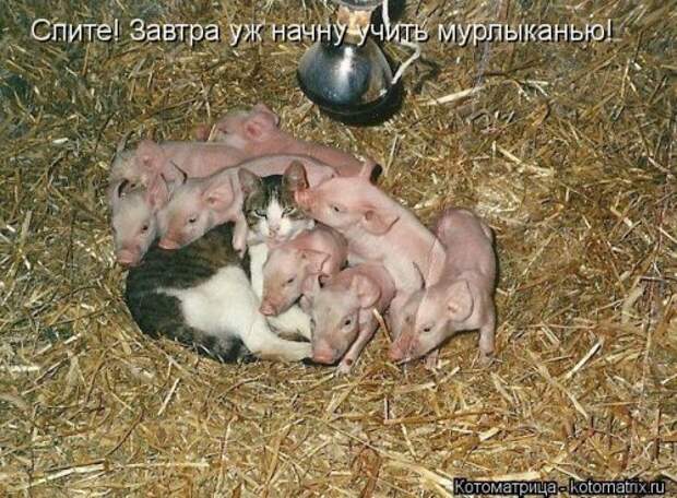 Свежая котоматрица для всех (16 фото)