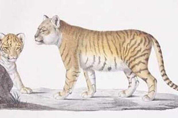 История происхождения лигров