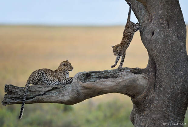 Леопарденок спрыгивает к маме
