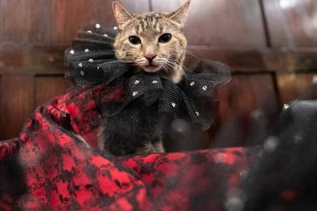 8 NYCatShow020819a-14.jpg 8 NYCatShow020819a-14.jpg