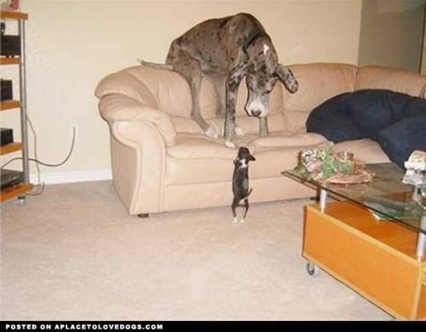 This dog who just wants to escape that rat thing on the floor.