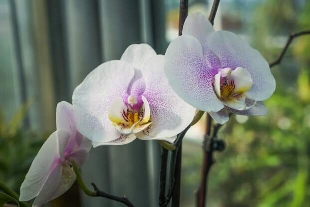 Орхидеи на окне
