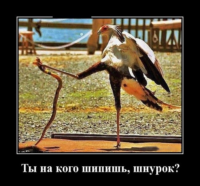 Демотиваторы