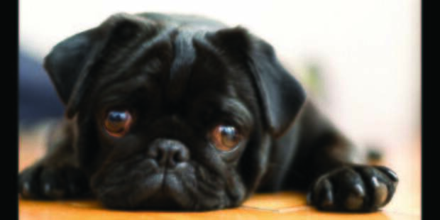 <p><a href="https://www.thepetitionsite.com/789/431/381/dog-dies-after-united-airlines-stows-it-in-overhead-compartment/">Петиция </a></p>