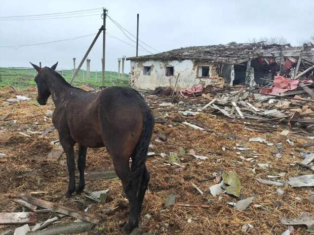 ВСУ ударили по конной ферме в Запорожской области, погибли 14 лошадей