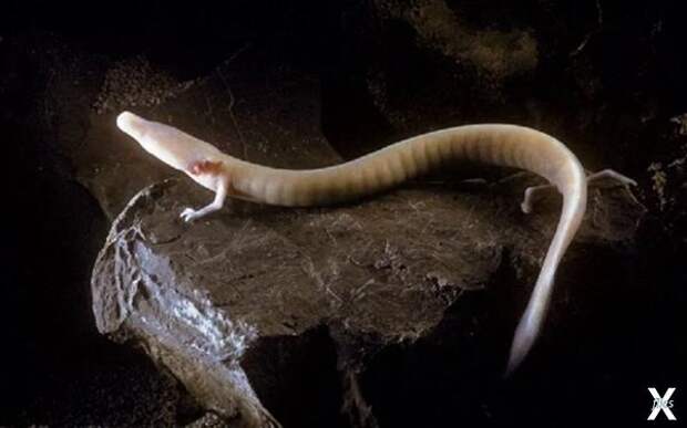 Eurycea rathbuni (протеи) - наиболее ...