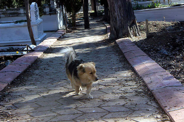 Осиротевший пес каждый день приходит на могилу хозяина верность, смерть, собака