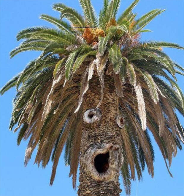 Веселая пальма парейдолия, похоже да не то же, похоже на лицо
