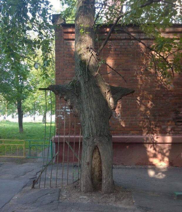 Рукастое дерево  животные, кадр, люди, фото, фотоподборка