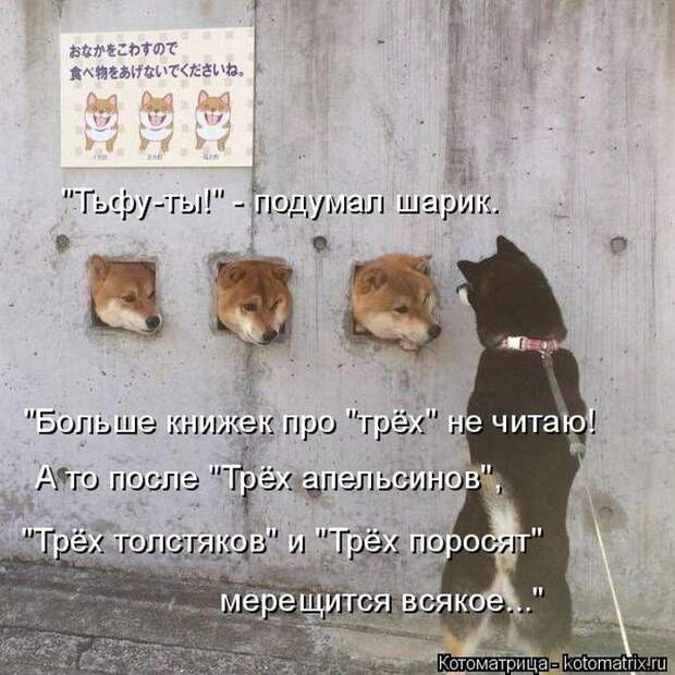 Лучшие котоматрицы недели (50 фото)