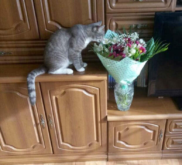 Когда у&nbsp;кота праздник?