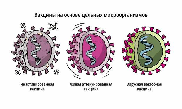 О вакцинах простым языком: 5 технологий производства
