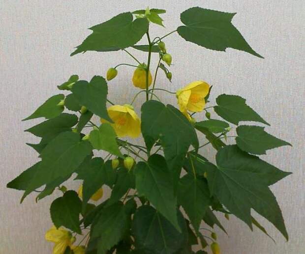 abutilon